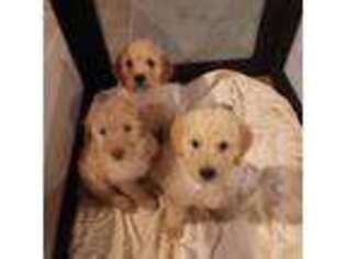 Goldendoodle Puppy for sale in Dixon, CA, USA