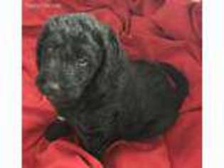 Labradoodle Puppy for sale in Garden City, UT, USA