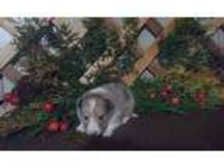 Shetland Sheepdog Puppy for sale in Grabill, IN, USA