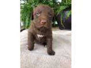 Chesapeake Bay Retriever Puppy for sale in Dow, IL, USA