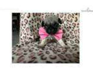 Pug Puppy for sale in Rising Sun, MD, USA