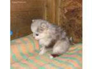 Pomeranian Puppy for sale in Boling, TX, USA