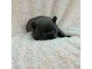 French Bulldog Puppy for sale in Courtland, AL, USA