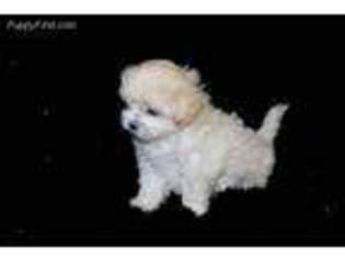 Mal-Shi Puppy for sale in Cassville, MO, USA