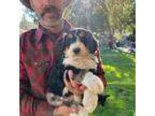 Mutt Puppy for sale in Mountain Center, CA, USA