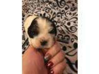 Cocker Spaniel Puppy for sale in Hallettsville, TX, USA