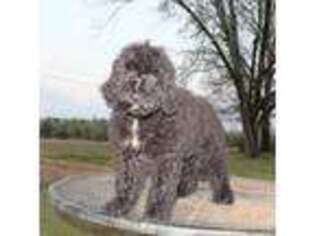 Portuguese Water Dog Puppy for sale in Valley Grande, AL, USA