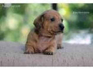 Dachshund Puppy for sale in Oakland, CA, USA