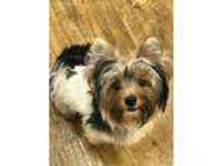 Yorkshire Terrier Puppy for sale in Foley, AL, USA