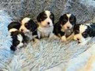Cavalier King Charles Spaniel Puppy for sale in Thorp, WI, USA