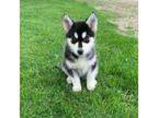 Native American Indian Dog Puppy for sale in Yorkville, IL, USA