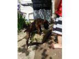 Boxer Puppy for sale in Shippensburg, PA, USA