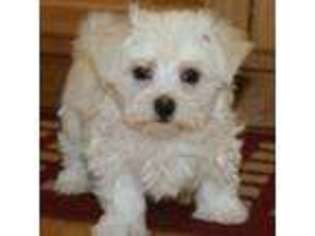 Maltese Puppy for sale in Syracuse, NY, USA