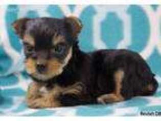 Yorkshire Terrier Puppy for sale in Charlottesville, VA, USA