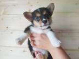 Pembroke Welsh Corgi Puppy for sale in Winchester, KY, USA