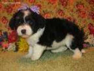 Poovanese Puppy for sale in Purdy, MO, USA