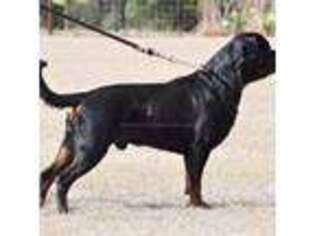 Rottweiler Puppy for sale in Bulverde, TX, USA
