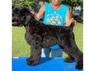 Black Russian Terrier Puppy for sale in Anadarko, OK, USA