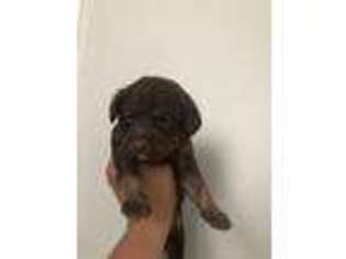 Labradoodle Puppy for sale in Gaithersburg, MD, USA