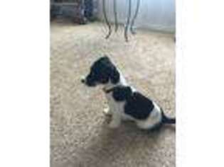 Jack Russell Terrier Puppy for sale in Thornton, CO, USA