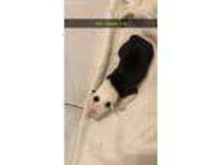 Border Collie Puppy for sale in Austin, TX, USA