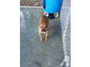 Valley Bulldog Puppy for sale in BENSON, NC, USA