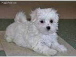 Maltese Puppy for sale in Sylvania, GA, USA