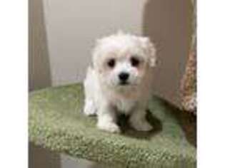 Maltese Puppy for sale in Arcadia, CA, USA