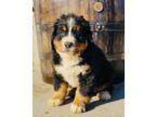 Bernese Mountain Dog Puppy for sale in Scarborough, ME, USA
