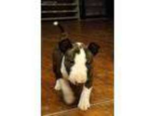 Bull Terrier Puppy for sale in Winchester, CA, USA