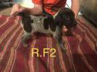German Shorthaired Pointer Puppy for sale in Argonne, WI, USA