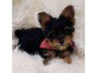 Yorkshire Terrier Puppy for sale in Landisburg, PA, USA
