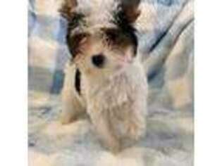 Biewer Terrier Puppy for sale in Wasilla, AK, USA