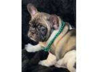 French Bulldog Puppy for sale in Rockholds, KY, USA