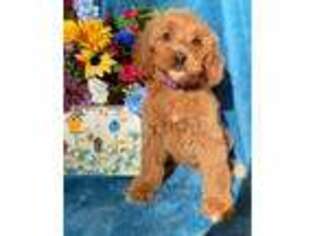 Goldendoodle Puppy for sale in Greensboro, NC, USA