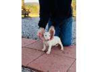 Bull Terrier Puppy for sale in Hot Springs, AR, USA