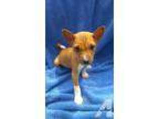 Basenji Puppy for sale in CHARLOTTE, NC, USA
