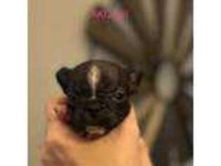 French Bulldog Puppy for sale in Fort Towson, OK, USA