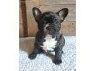 French Bulldog Puppy for sale in Montevideo, MN, USA