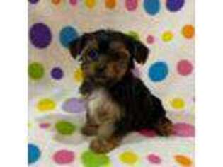 Yorkshire Terrier Puppy for sale in Aiken, SC, USA