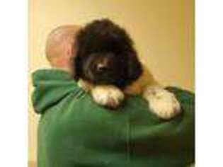 Newfoundland Puppy for sale in Washington Court House, OH, USA