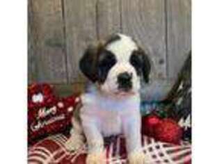 Saint Bernard Puppy for sale in Cedar Bluffs, NE, USA