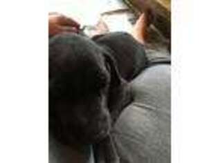 Great Dane Puppy for sale in New Ringgold, PA, USA