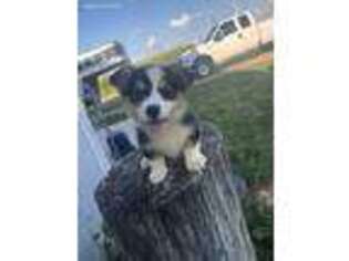 Pembroke Welsh Corgi Puppy for sale in Fieldon, IL, USA