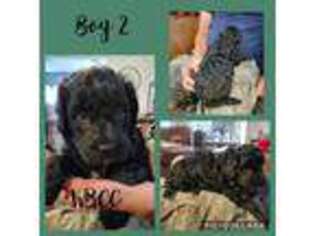 Goldendoodle Puppy for sale in New London, IA, USA