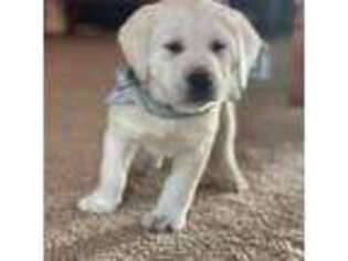 Labrador Retriever Puppy for sale in Mansfield, MO, USA