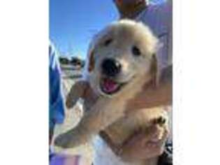 Golden Retriever Puppy for sale in San Gabriel, CA, USA