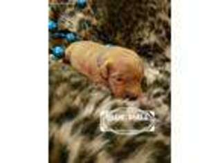 Golden Retriever Puppy for sale in Ogden, IA, USA