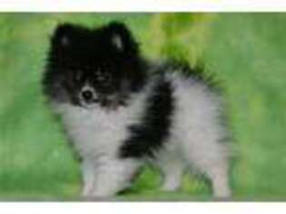 Pomeranian Puppy for sale in Joplin, MO, USA
