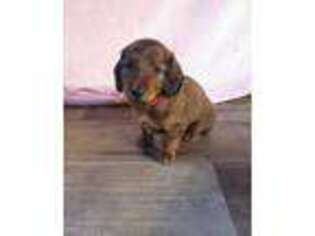 Dachshund Puppy for sale in Clear Spring, MD, USA